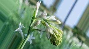 augmented_Polianthes tuberosa flower9_0_6093.jpeg